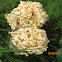 Cauliflower Mushroom(Sparassis)