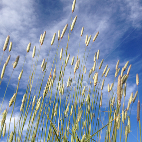 by Ben Liu - Landscapes Cloud Formations