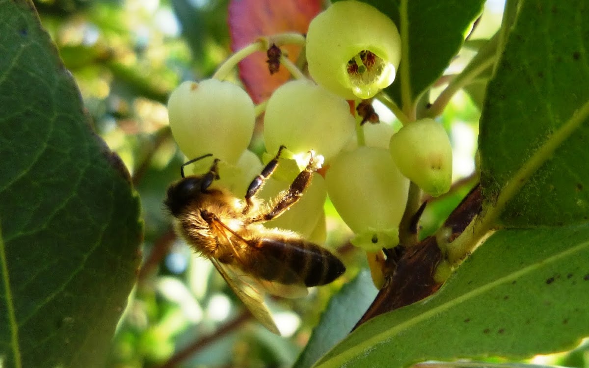 Abeja europea, abeja doméstica, abeja melífera