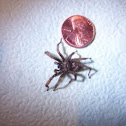 Calisoga spider or False tarantula