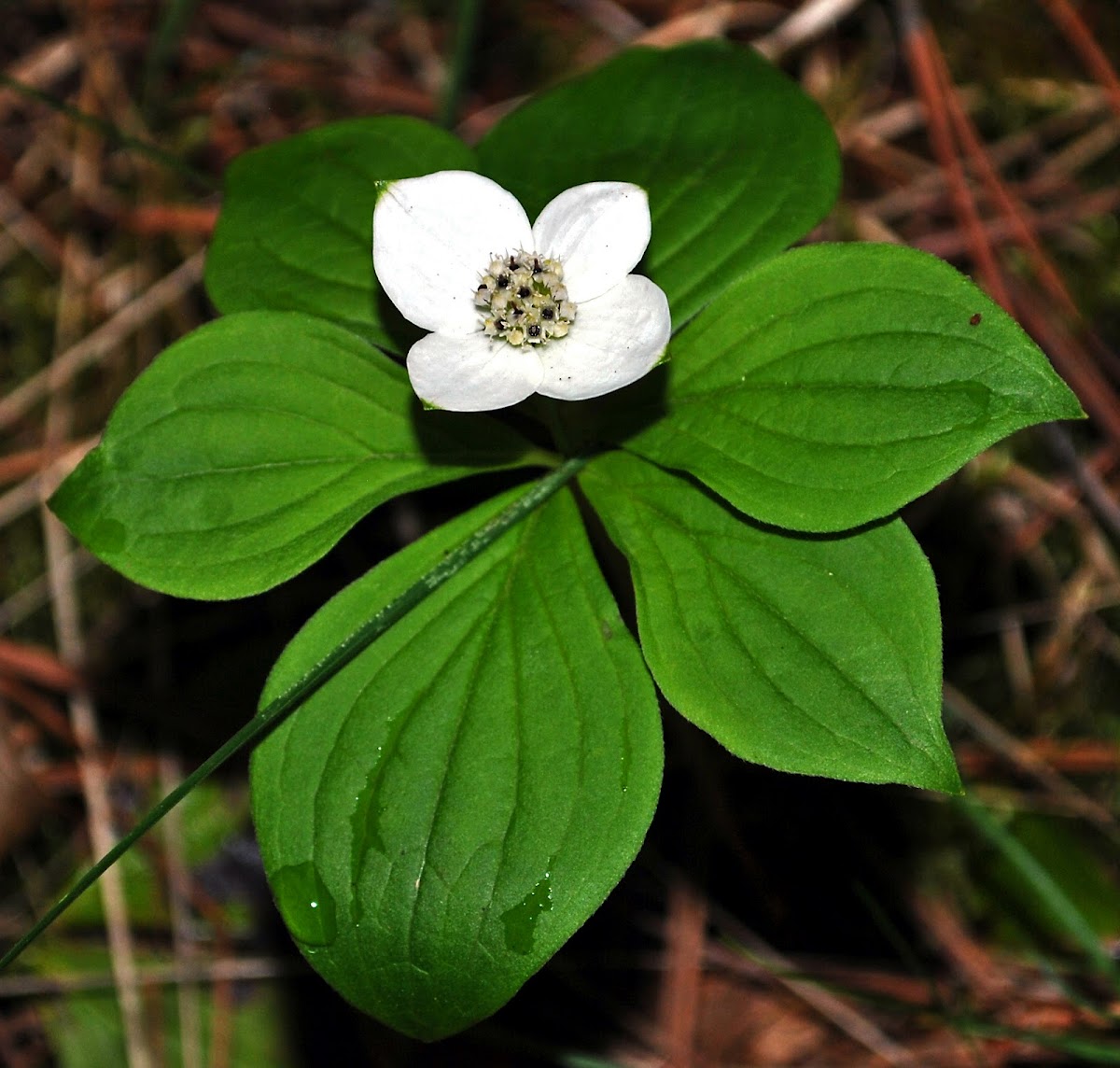 Bunchberry