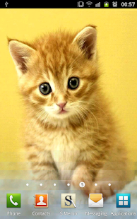 Cute Kittens Wallpapers Screenshots 4