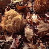 Coral fungus