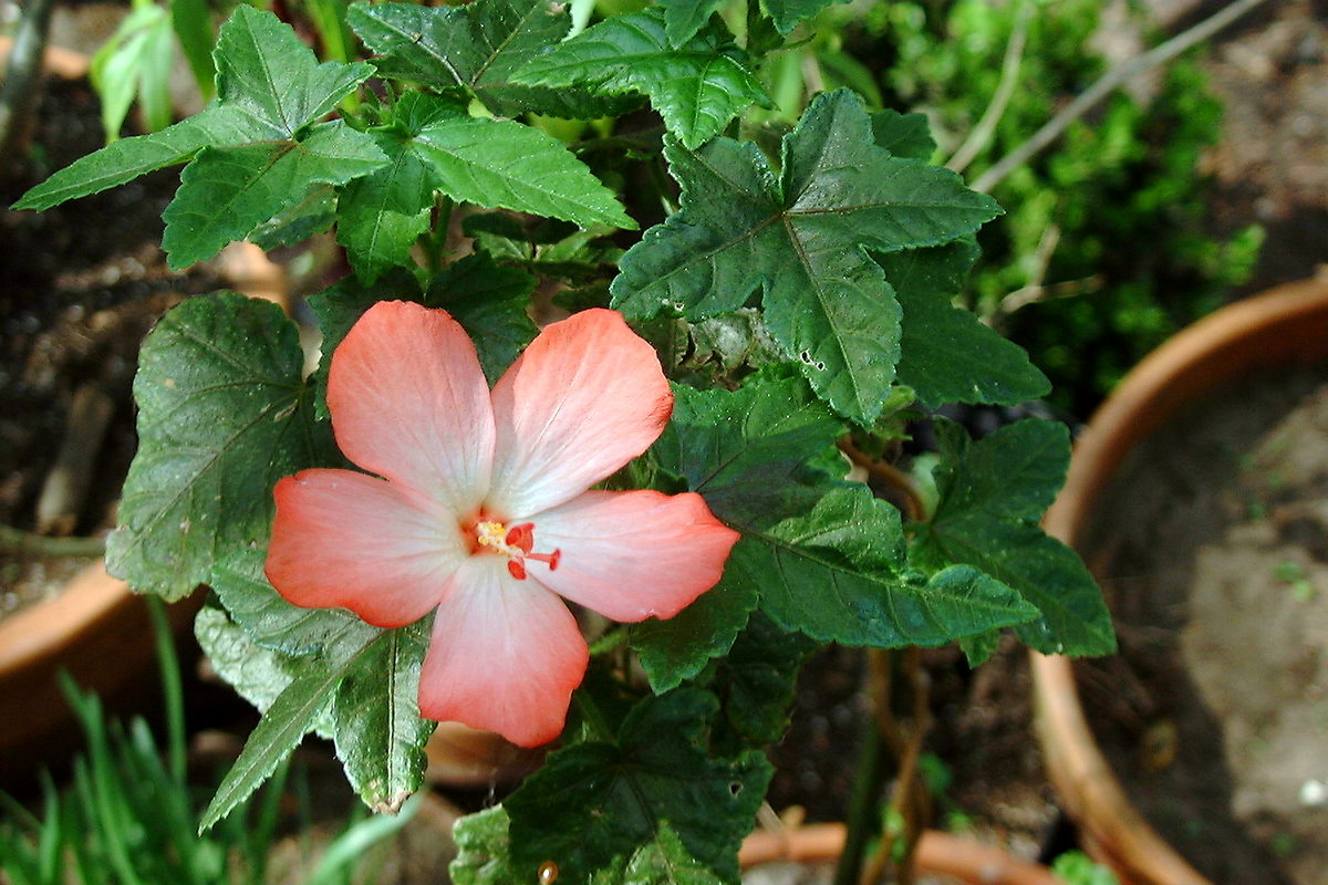 Musk Mallow, Musk Okra, Ornamental Okra, Ambrette, Annual Hibiscus