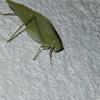 Greater angle-wing katydid