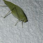 Greater angle-wing katydid