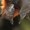 Western Naked-backed Fruit Bat