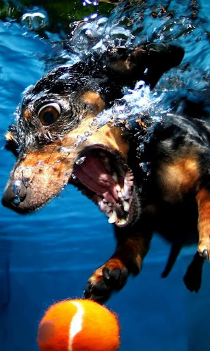 Dog under water wallpaper