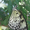 Paper Kite Butterfly