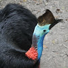 Southern cassowary