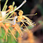 Lonicera japonica (金銀花)