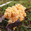 crown coral or crown-tipped coral fungus