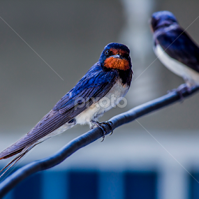 looking  by Mustafa Gulzari - Animals Birds