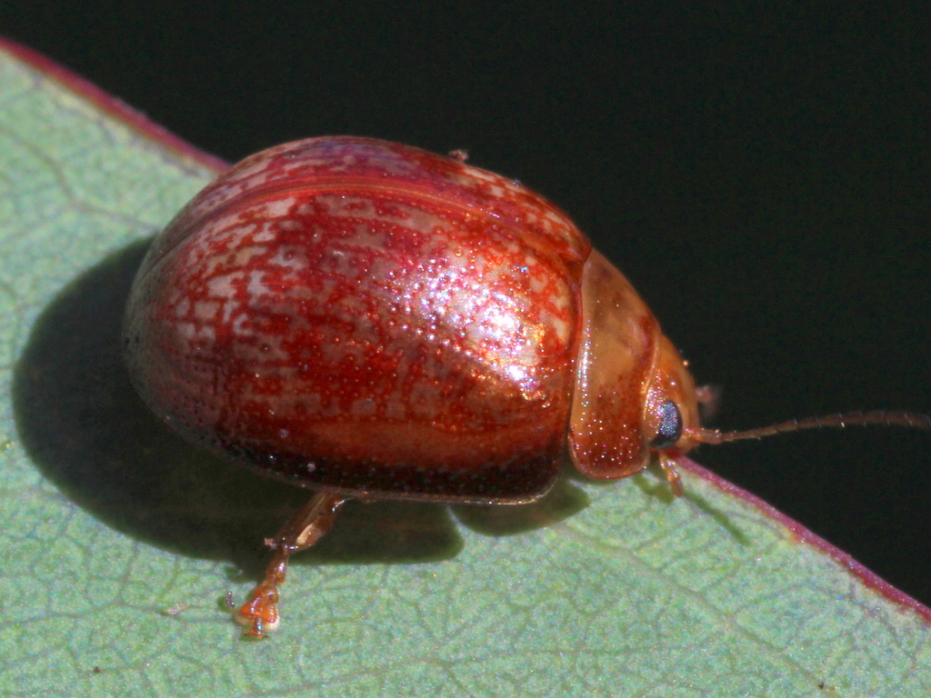 Leaf Beetle (Paropsistenra sp.)