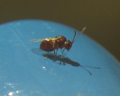 Unknown Wasp