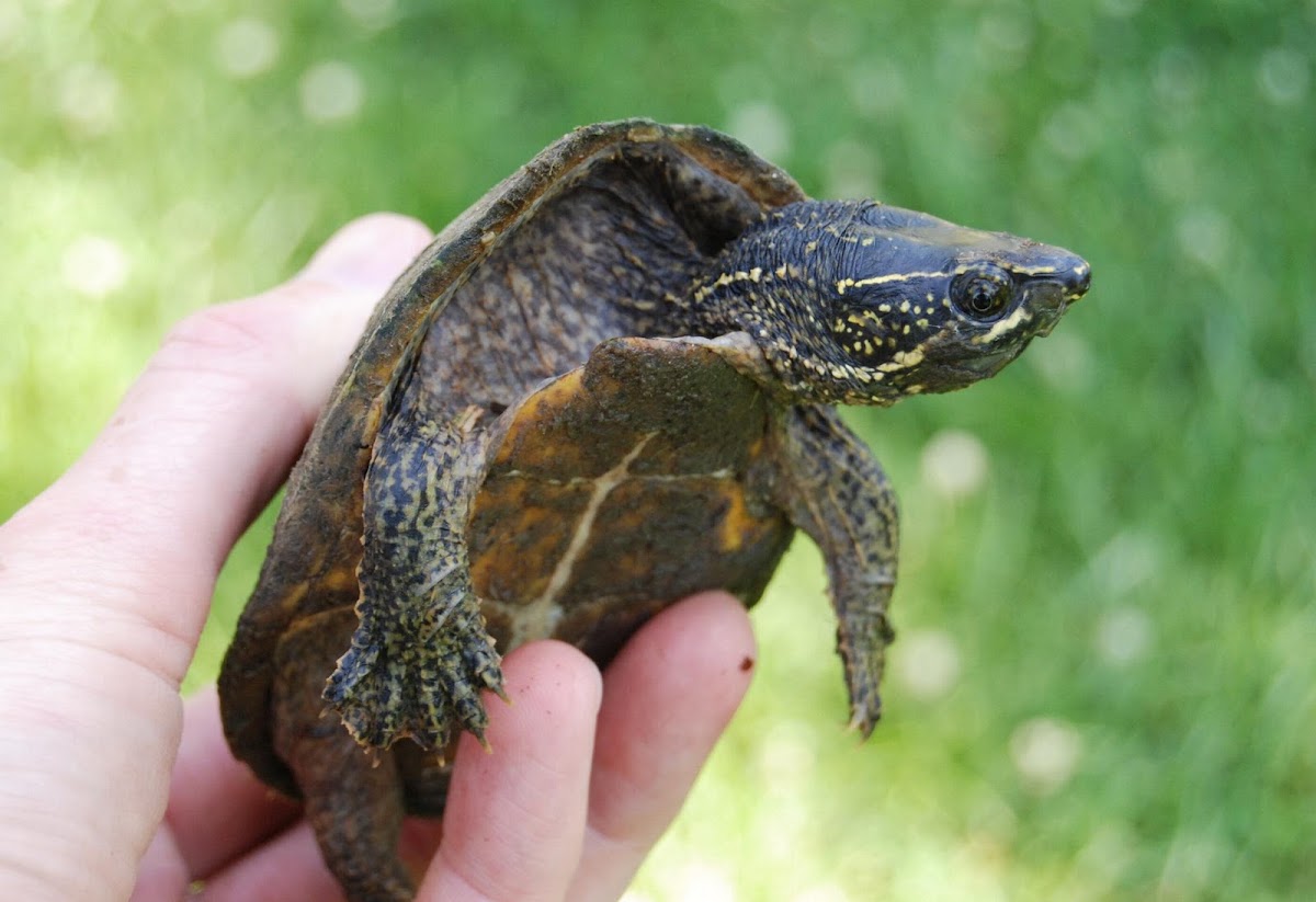 Stinkpot turtle