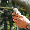 Eastern Gray Squirrel (baby)