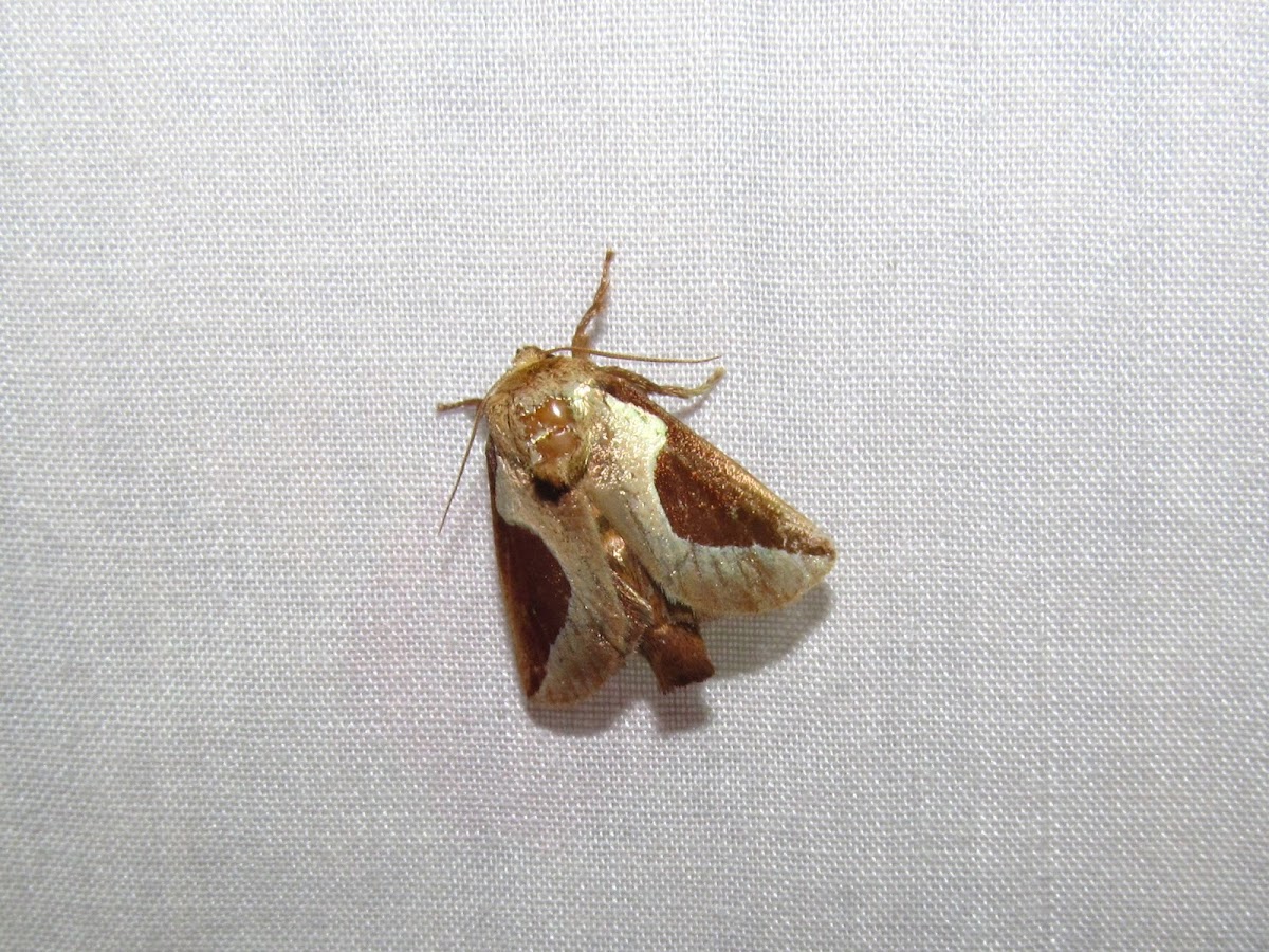 Skiff Moth