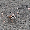 Killdeer