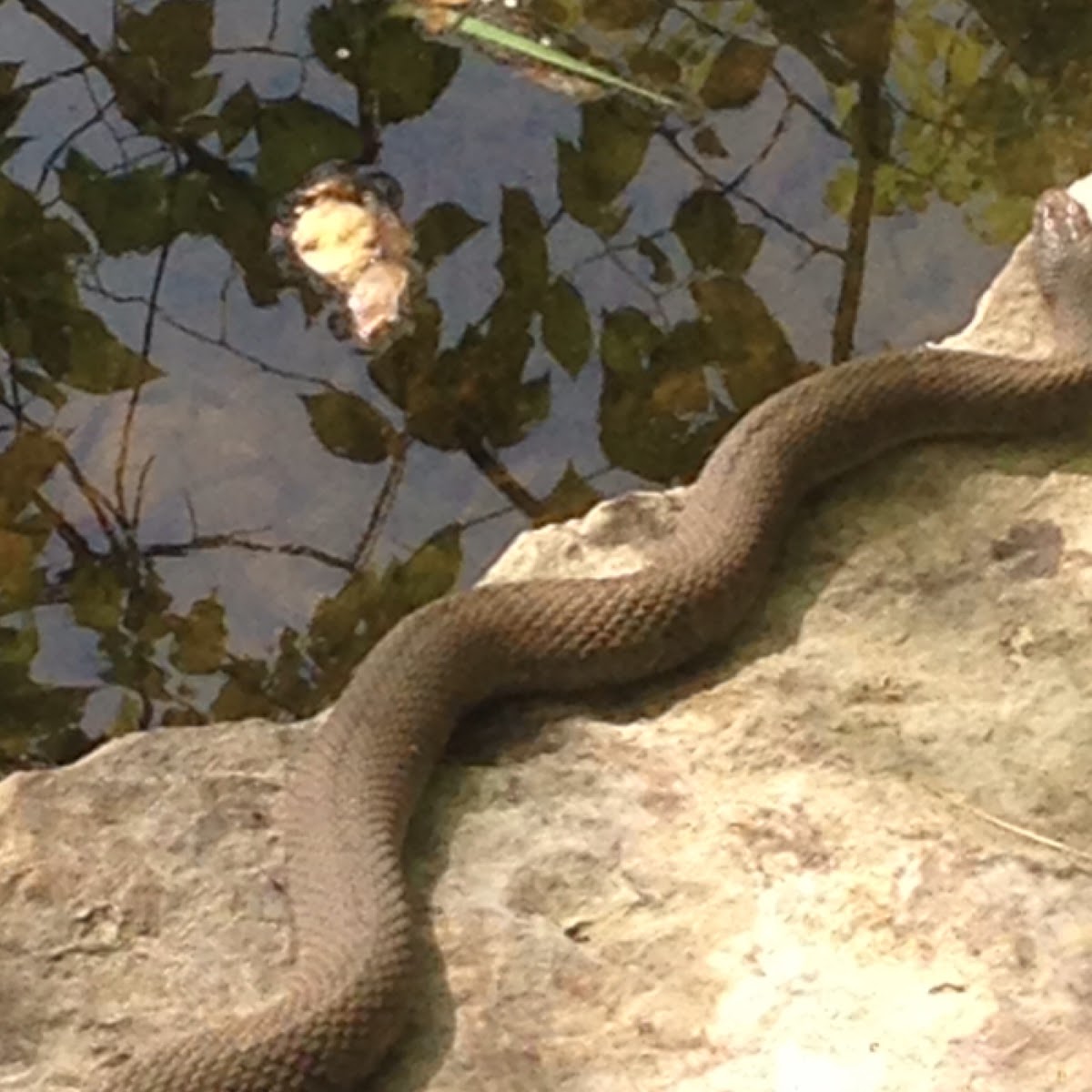 Northern water snake