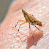 Dictyopharid planthopper nymph