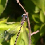 Familiar Bluet