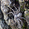 Crab Spider / Račji pauk