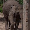 Bornean Pigmy Elephant
