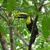 Swansoni's toucan
