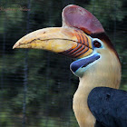 (Male) Red-knobbed Hornbill