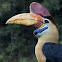 (Male) Red-knobbed Hornbill