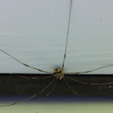 Granddaddy Long-legs Spider