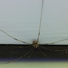 Granddaddy Long-legs Spider