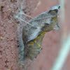 Pipevine Swallowtail Chrysalis