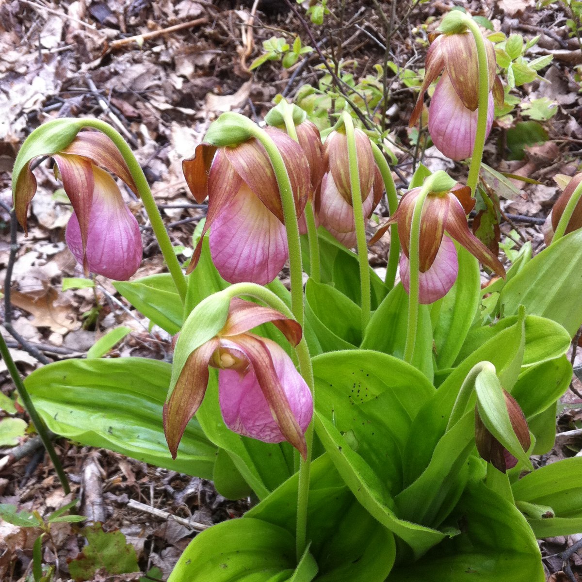 Lady Slipper