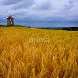 Corn field in Normandy by Travis Pambu -  