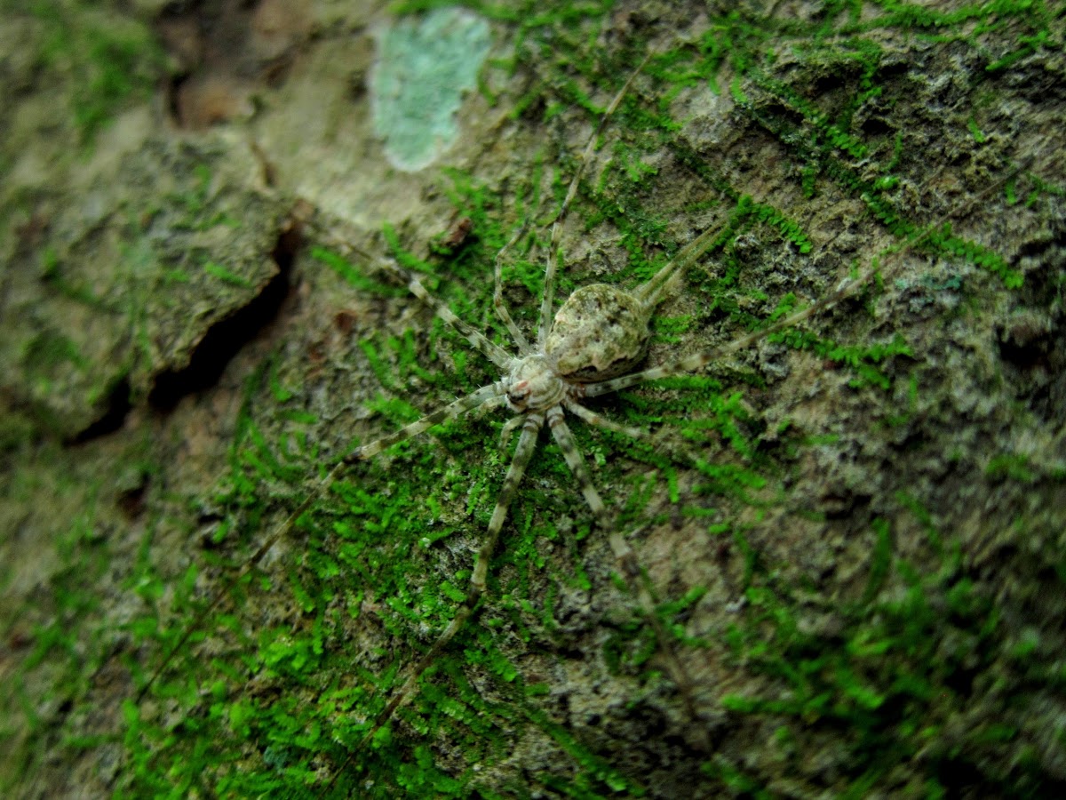 Long-spinnered Bark Spider