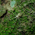 Long-spinnered Bark Spider