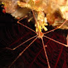 Spider Squat Lobster