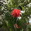 Japanese Lantern Hibiscus