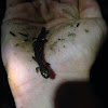 Red Back Salamander