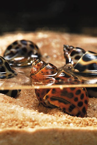 [clip_image013[4].jpg]