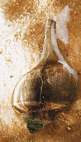 [clip_image015[4].jpg]