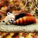 Cool Wild Animals Pics HD logo