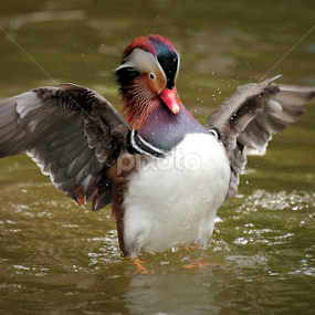 mandarin duck by Wise Photographie - Animals Birds