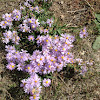 Common Aster