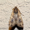 Pearly Underwing