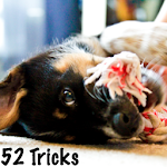 52 Dog Training Tricks Apk