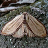 Notodontid Moth