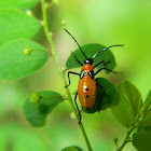Milkweed Bug nymph